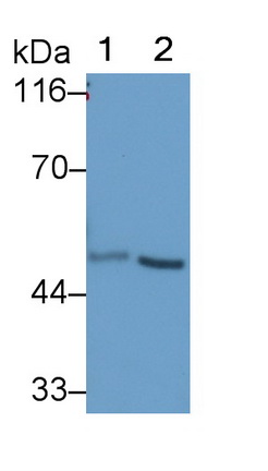 Polyclonal Antibody to Ubiquitin Associated Protein 1 (UBAP1)