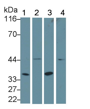 Polyclonal Antibody to X-Box Binding Protein 1 (XBP1)
