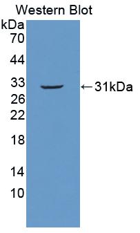 Polyclonal Antibody to Oviductal Glycoprotein 1 (OVGP1)