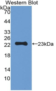 Biotin-Linked Polyclonal Antibody to Peroxiredoxin 1 (PRDX1)