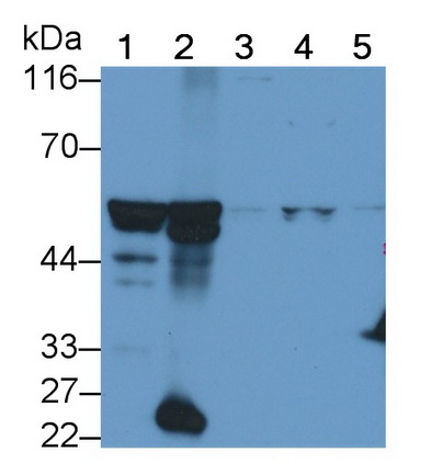 Polyclonal Antibody to Secernin 1 (SCRN1)