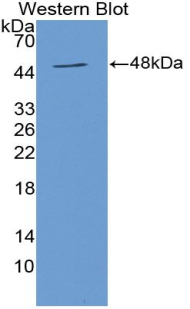 Polyclonal Antibody to Chromogranin B (CHGB)