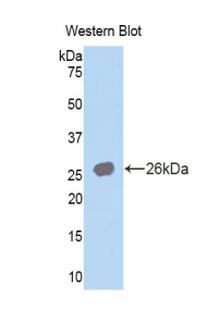 Polyclonal Antibody to Carbonic Anhydrase IV (CA4)