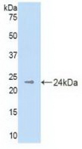 Polyclonal Antibody to Hedgehog Homolog, Desert (DHH)