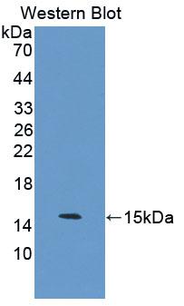 Polyclonal Antibody to S100 Calcium Binding Protein Z (S100Z)