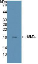 Polyclonal Antibody to Ribonuclease A4 (RNASE4)