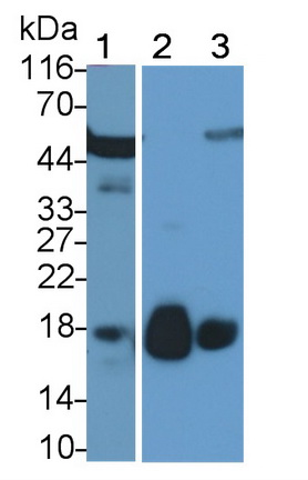 Polyclonal Antibody to Ribonuclease A8 (RNASE8)
