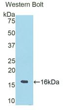 Polyclonal Antibody to Ribonuclease A6 (RNASE6)
