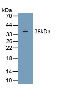 Polyclonal Antibody to Complement Component 1, Q Subcomponent B (C1qB)