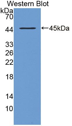 Polyclonal Antibody to Amiloride Sensitive Sodium Channel Subunit Alpha (SCNN1a)