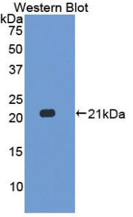 Polyclonal Antibody to Interleukin 17C (IL17C)