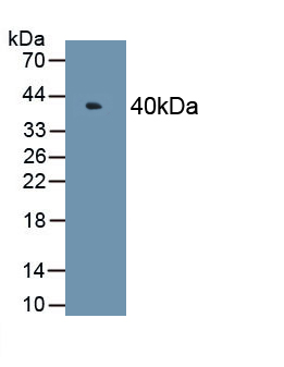 Polyclonal Antibody to Mitogen Activated Protein Kinase 6 (MAPK6)