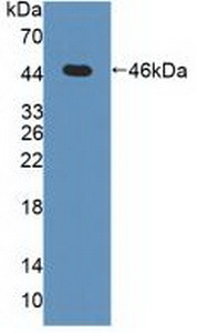 Polyclonal Antibody to Mitogen Activated Protein Kinase 13 (MAPK13)