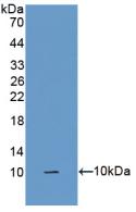 Polyclonal Antibody to Surfactant Associated Protein G (SPG)