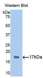 Polyclonal Antibody to Tryptase Gamma 1 (TPSg1)