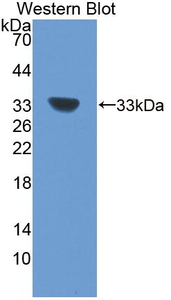Polyclonal Antibody to Proteasome Assembly Chaperone 2 (PSMG2)