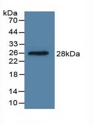 Polyclonal Antibody to Dimethylarginine Dimethylaminohydrolase 1 (DDAH1)