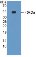 Polyclonal Antibody to Protein Phosphatase 2A Activator, Regulatory Subunit 4 (PPP2R4)