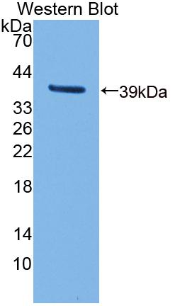 Polyclonal Antibody to Calcineurin Like Phosphoesterase Domain Containing Protein 1 (CPPED1)