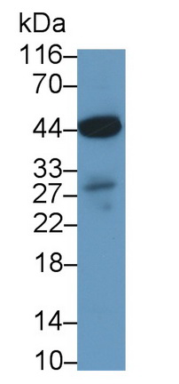 Polyclonal Antibody to Perilipin 3 (PLIN3)
