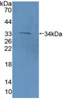 Polyclonal Antibody to Protocadherin 15 (PCDH15)