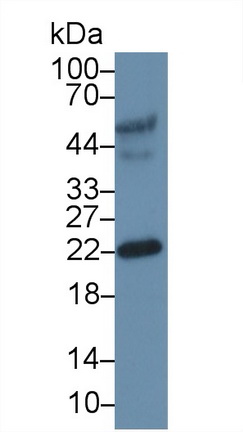 Polyclonal Antibody to Ephrin A3 (EFNA3)