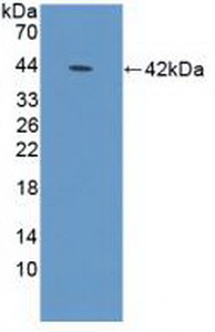 Polyclonal Antibody to Defensin Alpha 1B (DEFa1B)