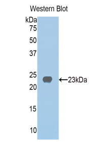 Polyclonal Antibody to Homogentisate-1,2-Dioxygenase (HGD)