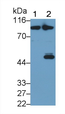 Polyclonal Antibody to Taurine Transporter (TAUT)