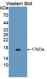 Polyclonal Antibody to Tafazzin (TAZ)