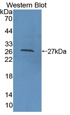 Polyclonal Antibody to Cell Division Cycle Protein 42 (CDC42)