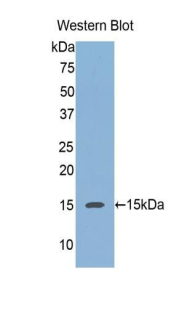 Polyclonal Antibody to Regenerating Islet Derived Protein 3 Alpha (REG3a)