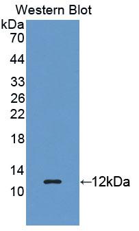 Polyclonal Antibody to Regenerating Islet Derived Protein 3 Gamma (REG3g)