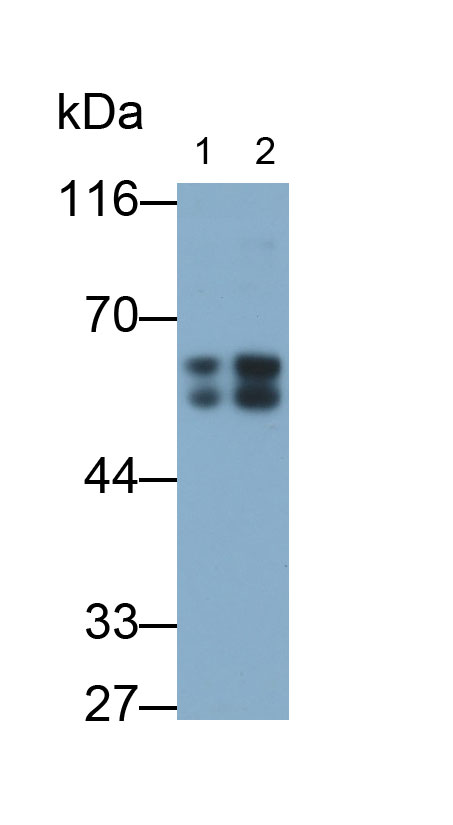 Polyclonal Antibody to Immunoglobulin A1 (IgA1)