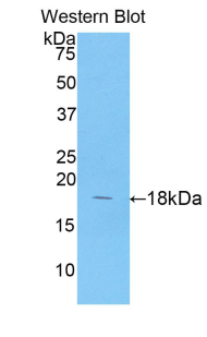 Polyclonal Antibody to Annexin A4 (ANXA4)