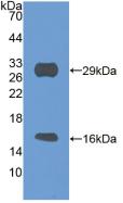 Polyclonal Antibody to Sirtuin 3 (SIRT3)