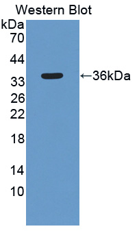 Polyclonal Antibody to Sirtuin 4 (SIRT4)