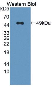 Polyclonal Antibody to Ring Finger Protein 39 (RNF39)