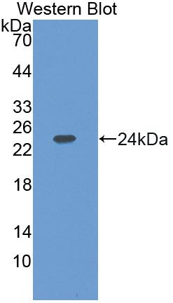 Polyclonal Antibody to 17-Beta-Hydroxysteroid Dehydrogenase Type 10 (HSD17b10)