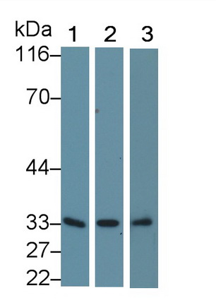 Polyclonal Antibody to 17-Beta-Hydroxysteroid Dehydrogenase Type 12 (HSD17b12)