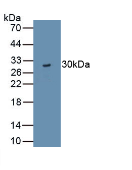 Polyclonal Antibody to Tight Junction Protein 3 (TJP3)