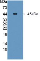 Polyclonal Antibody to Carboxypeptidase A4 (CPA4)