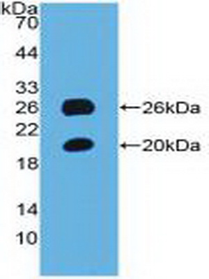 Polyclonal Antibody to Spondin 1 (SPON1)