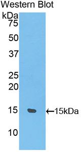 Polyclonal Antibody to Uncoupling Protein 1, Mitochondrial (UCP1)