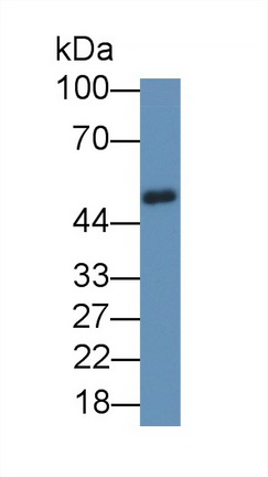 Polyclonal Antibody to Zinc Finger Protein 2 (ZNF2)