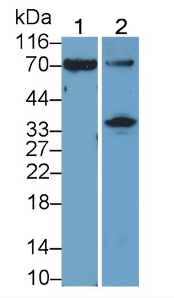 Polyclonal Antibody to 2',5'-Oligoadenylate Synthetase 2 (OAS2)
