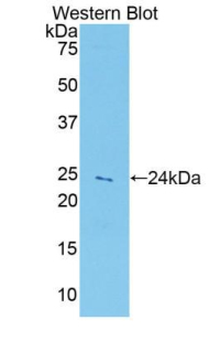 Polyclonal Antibody to Peroxiredoxin 5 (PRDX5)