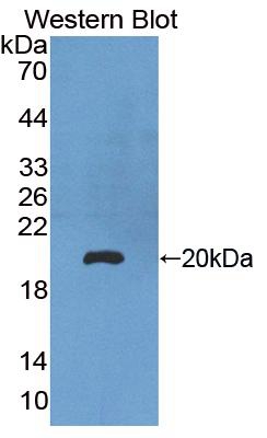 Biotin-Linked Polyclonal Antibody to Peroxiredoxin 5 (PRDX5)