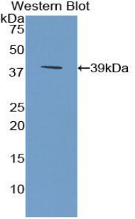 Polyclonal Antibody to Secreted Frizzled Related Protein 4 (SFRP4)
