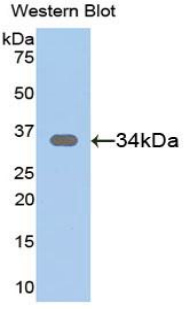 Polyclonal Antibody to Secreted Frizzled Related Protein 1 (SFRP1)